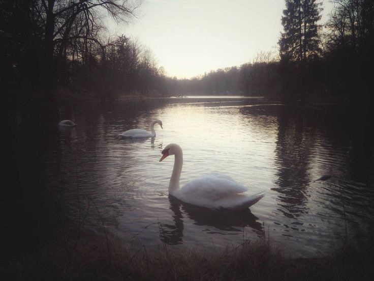 El lago sin su cisne 