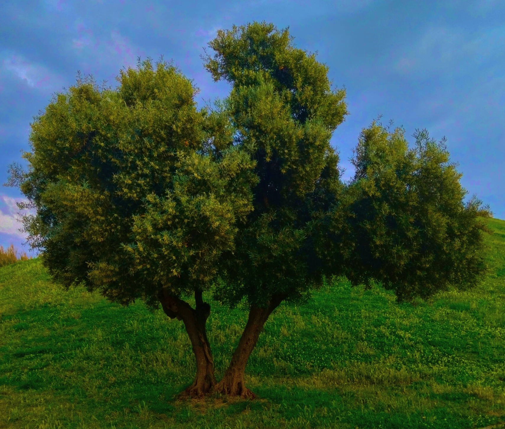 El cuchillo entre sus manos