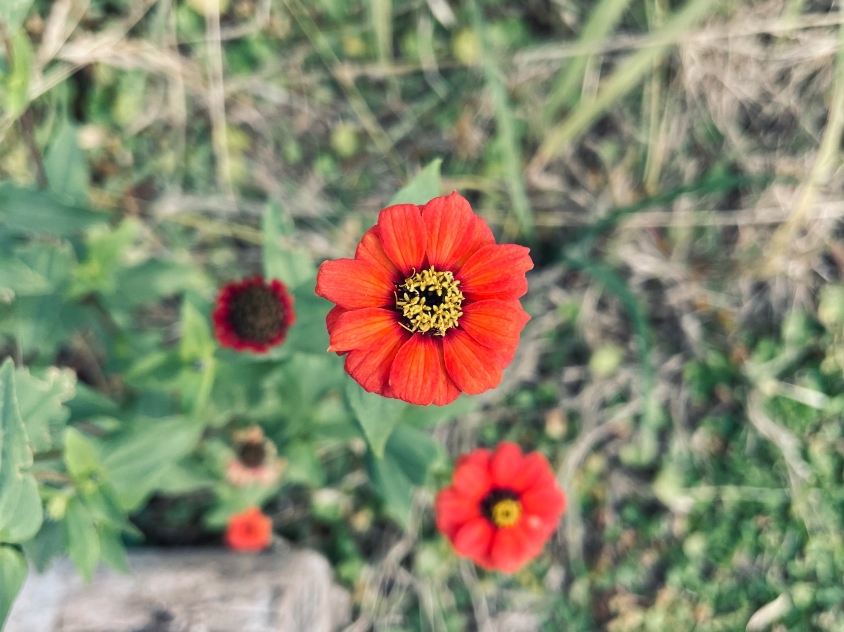 un sol, mi jardín 