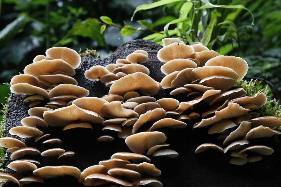 Hongos que curan: ¿Mito o realidad?