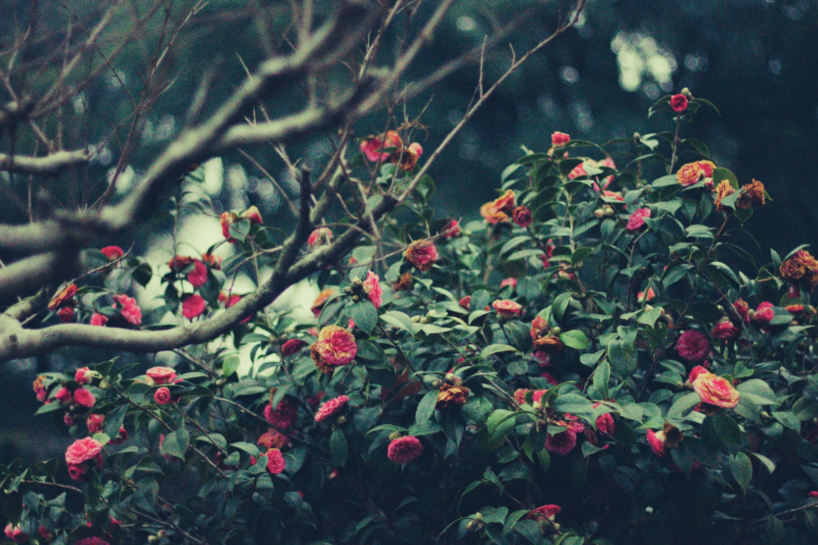 florece en otoño