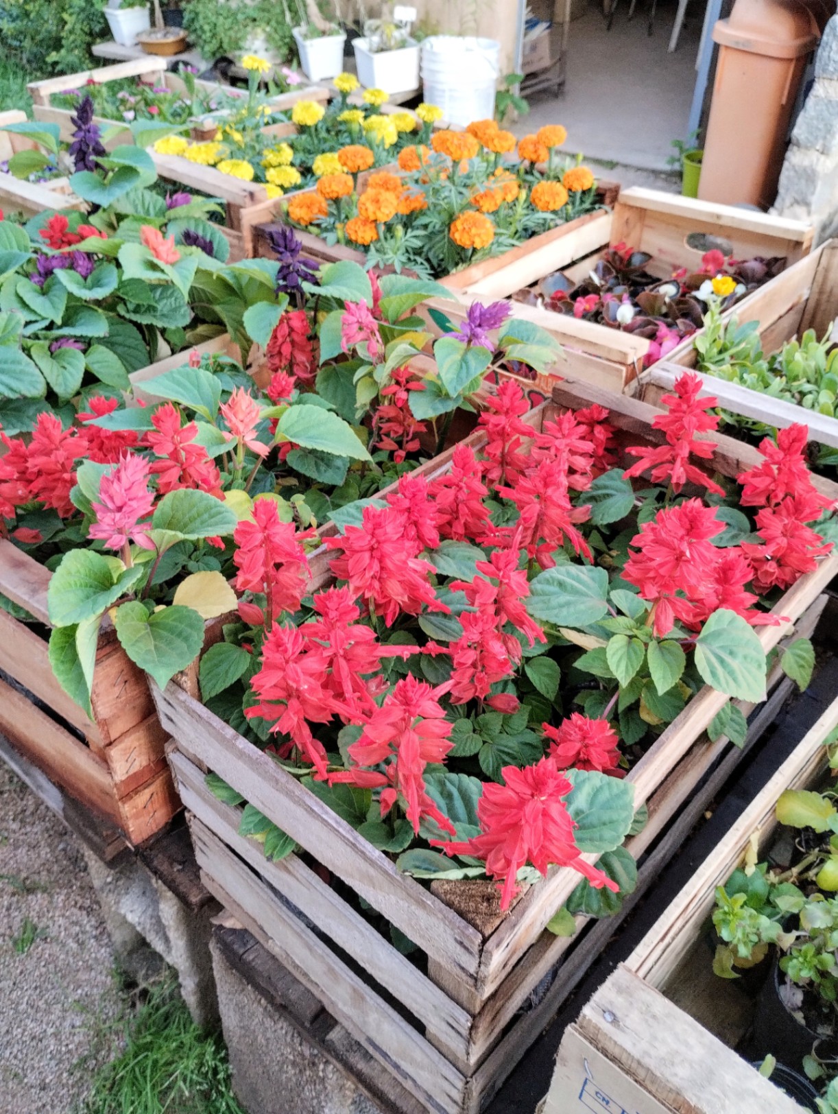Flores y rituales 