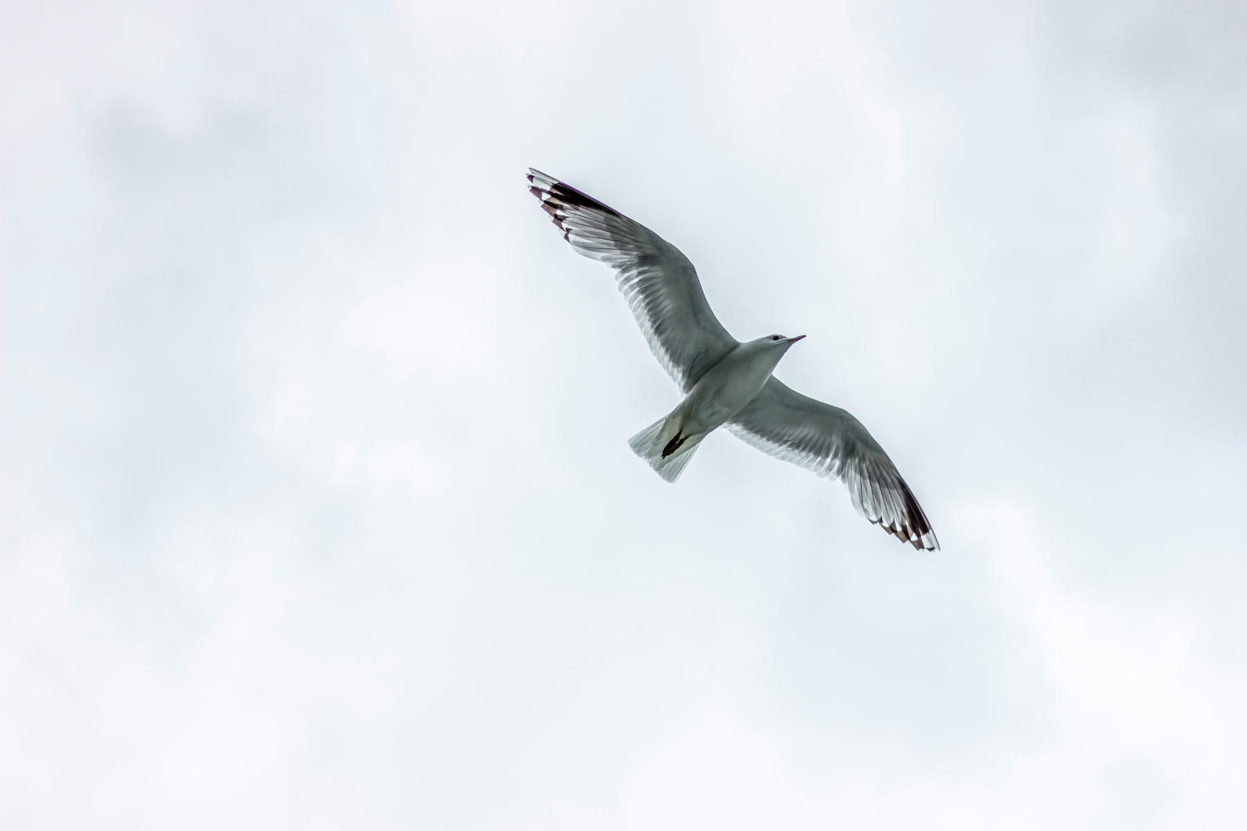 El volar de las gaviotas
