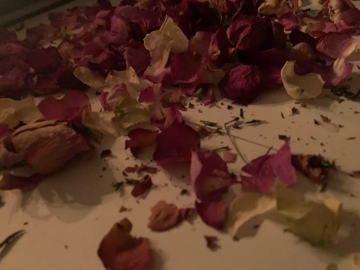𝒩ℯ𝓁𝓁𝒶 cover img