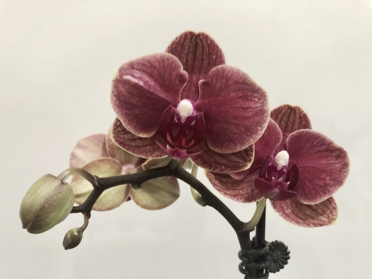 ⠀⠀✤⠀⠀𓆨 cover img