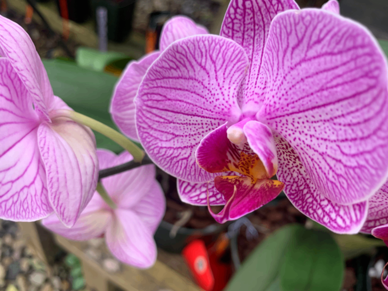 Mañana y mañana y mañana, por favor