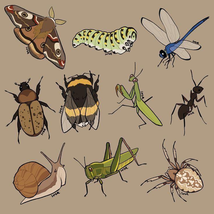 Insectos
