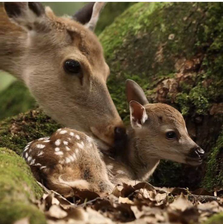 Madre Naturaleza