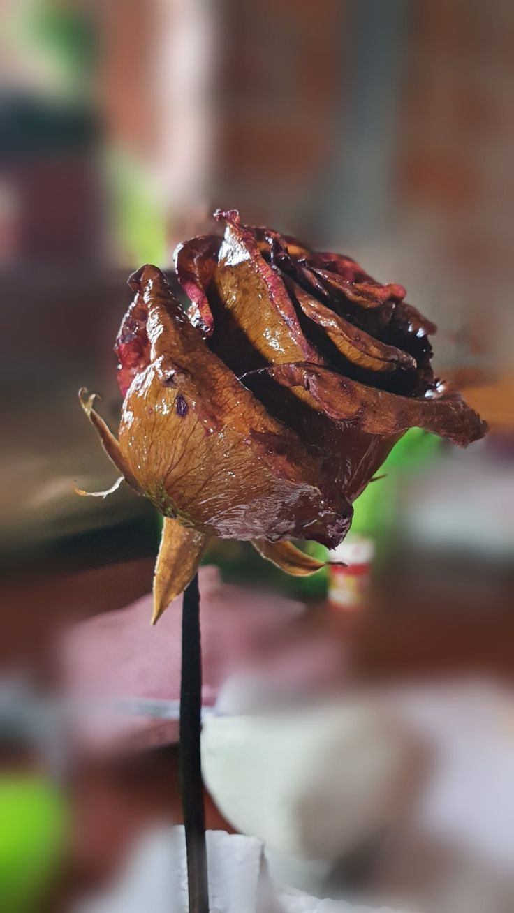 Flor en putrefacción 