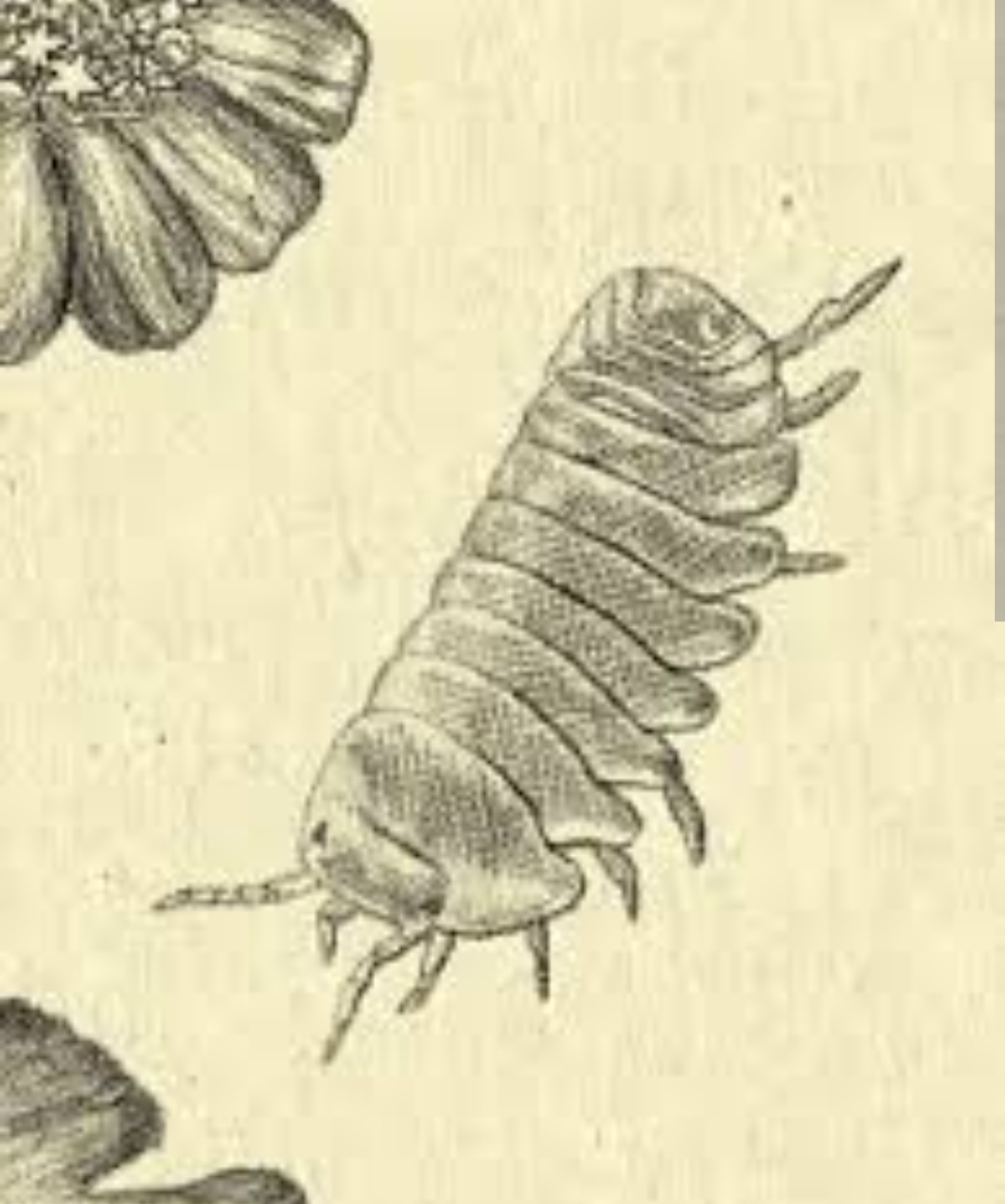 Woodlouse