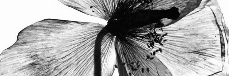 uriel con u cover img