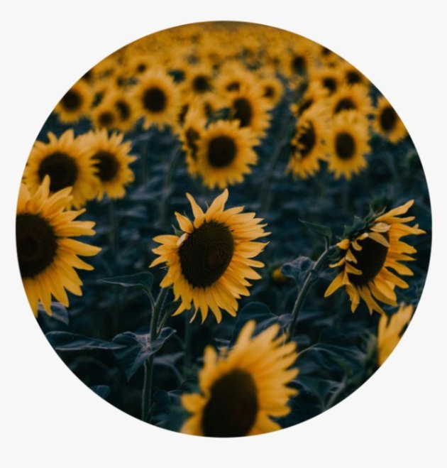 sunflower_