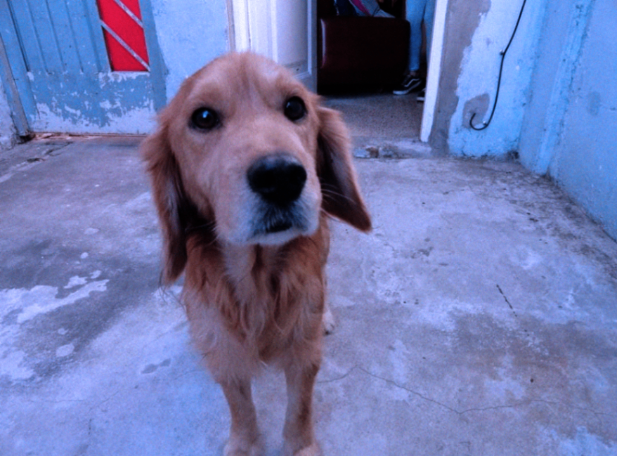 Perro