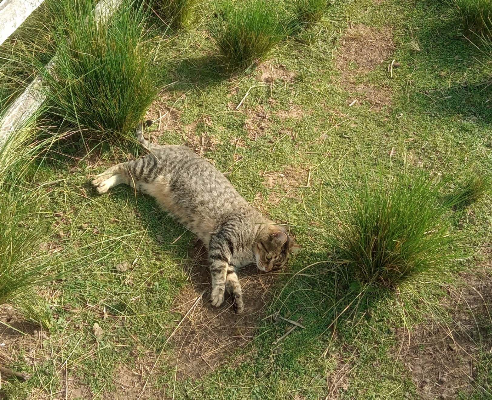 esa parte del campo