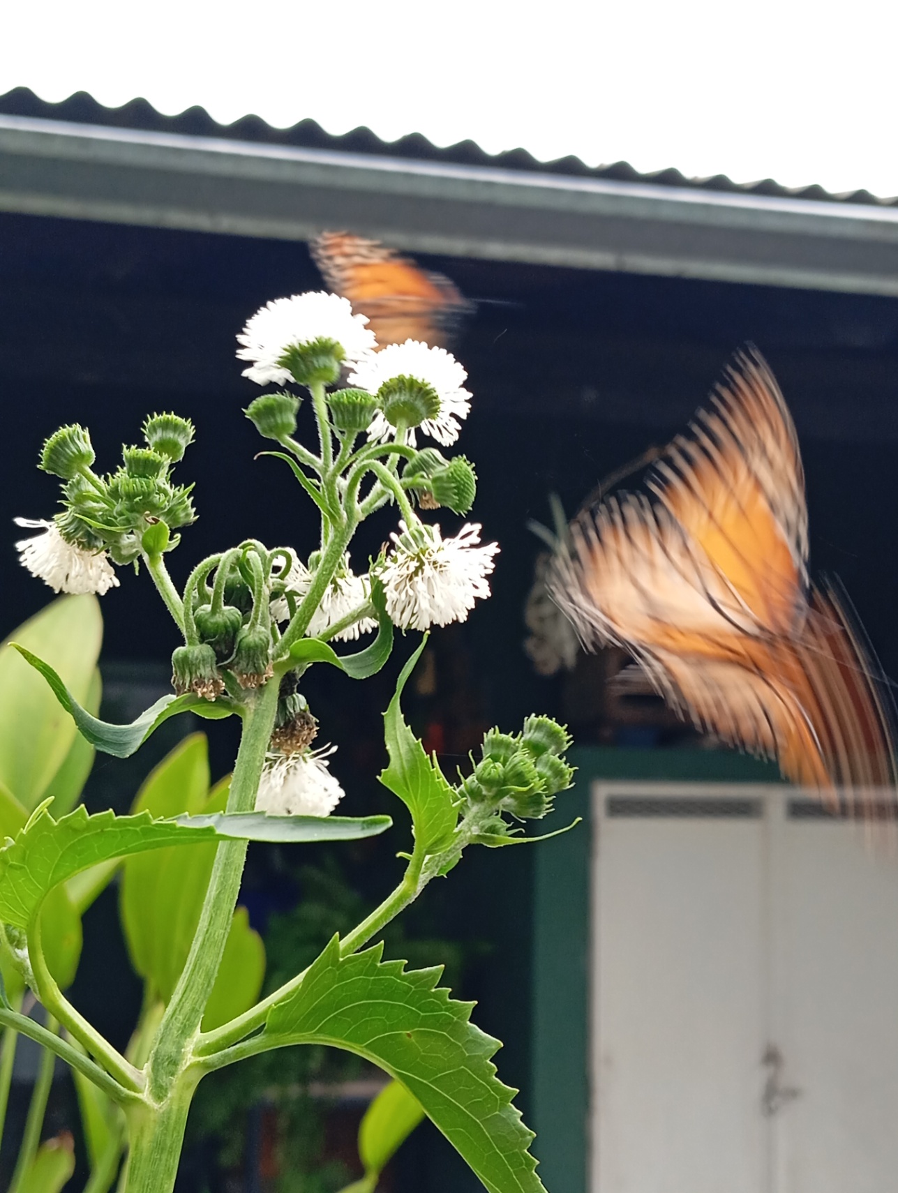 entre medio de los paraísos