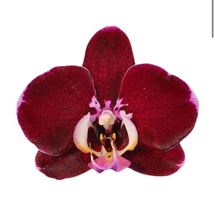 hace reír a mis penas