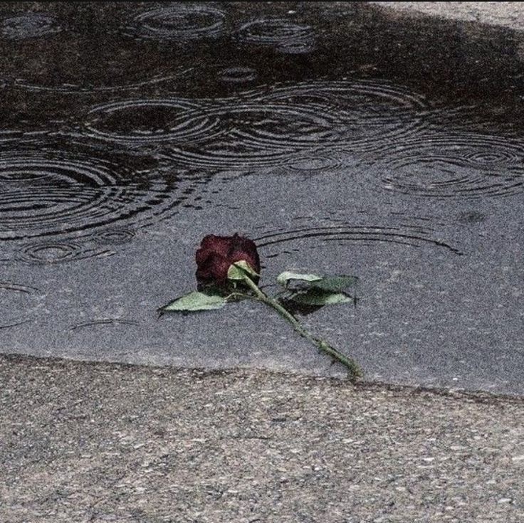 Nunca supiste, amor mío, y ya no importa