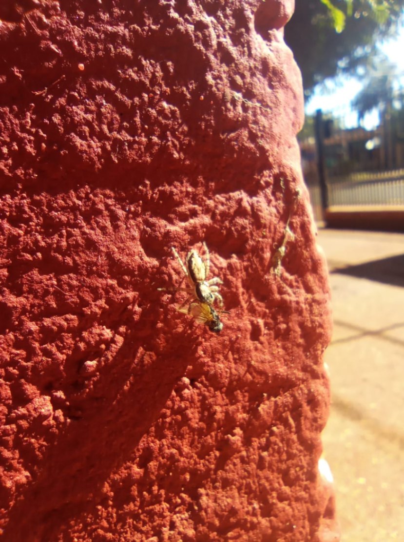 Incorporación estupenda de vanguardias rocanrol 