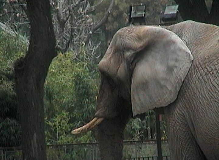 elefante