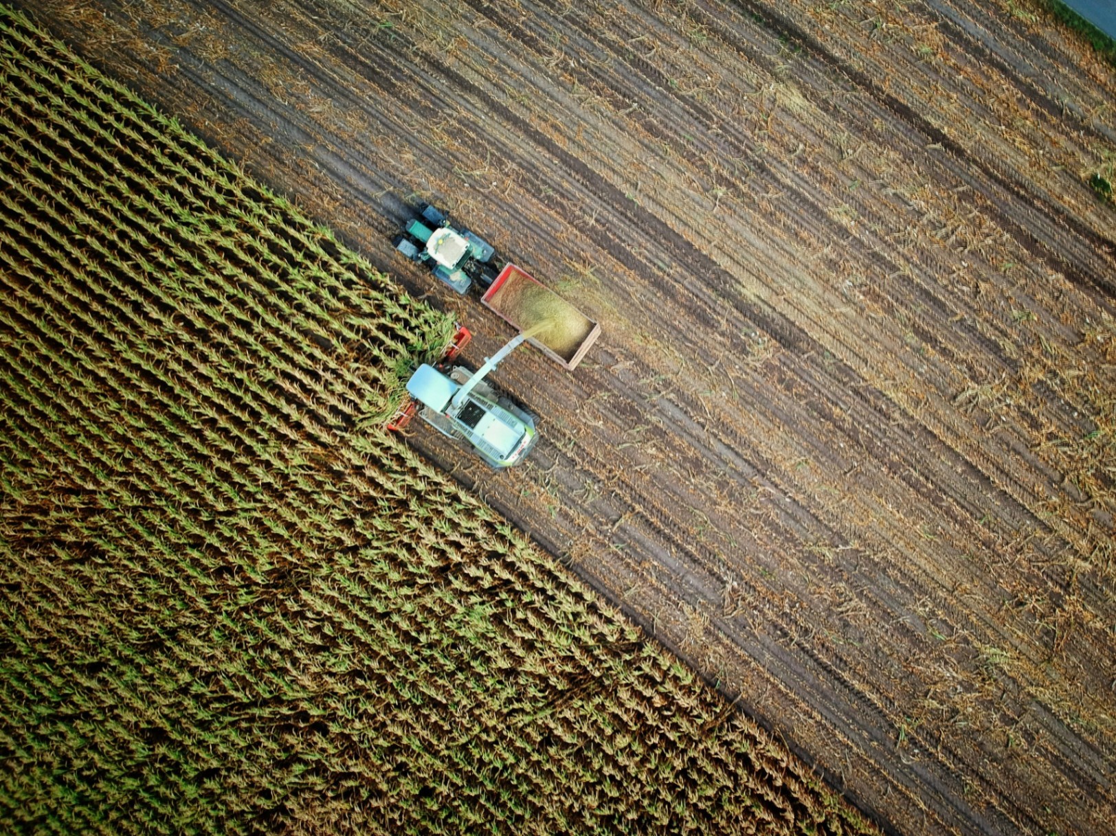 Cómo Lanzar una Startup en el Sector Agro: Oportunidades y Desafíos