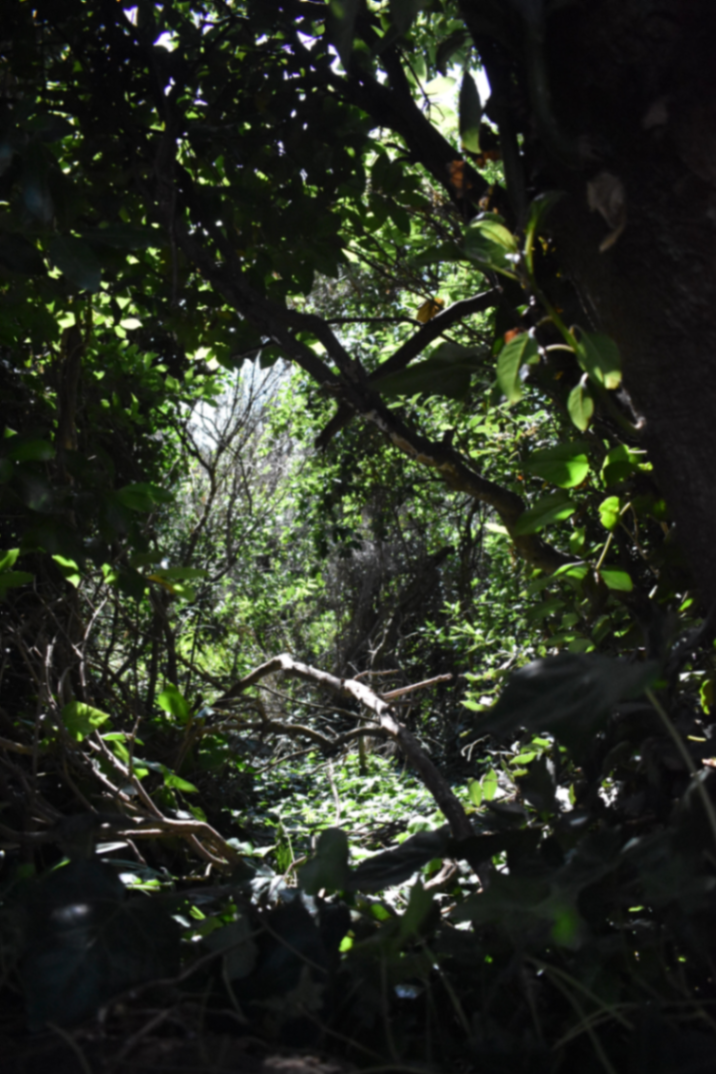 TE REGALO UNA SELVA, TE REGALO UN MUNDO 