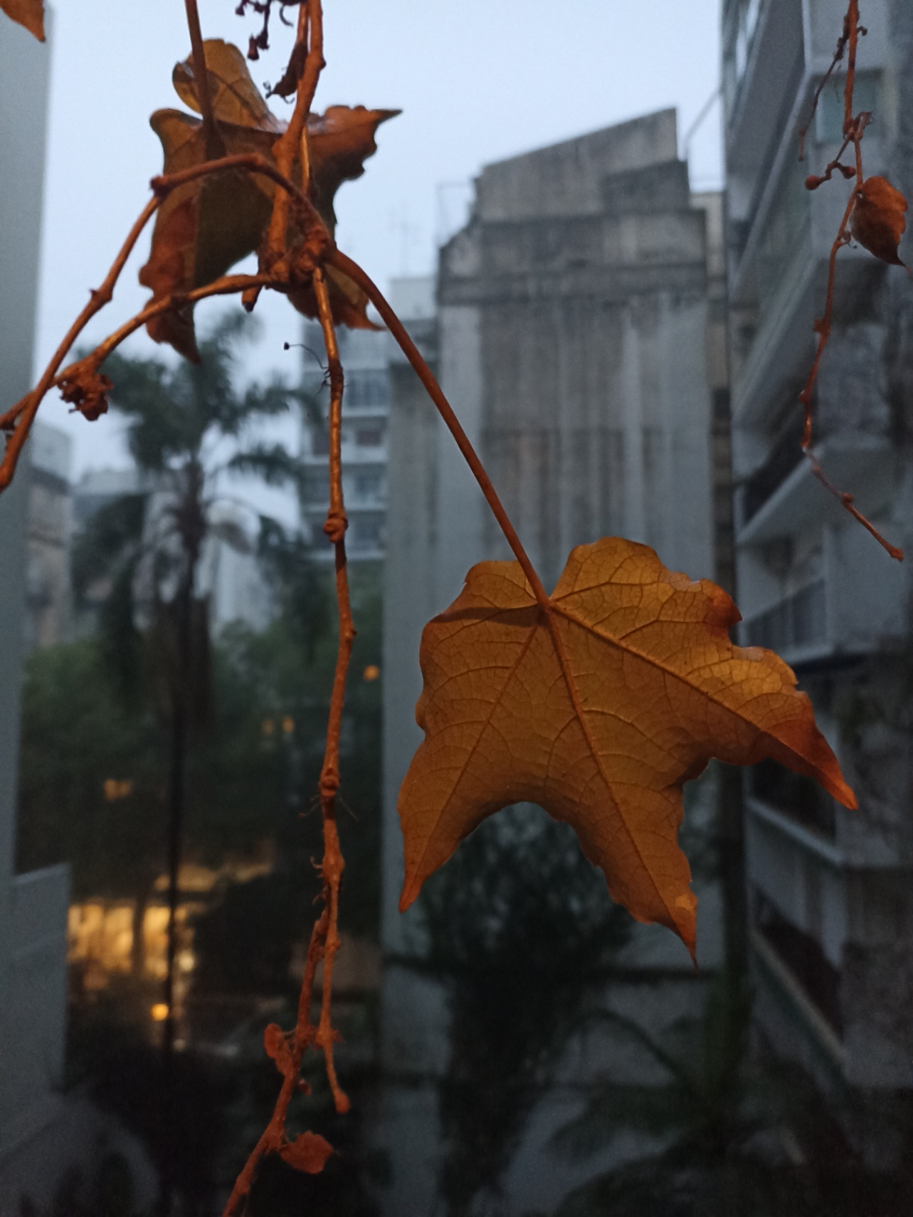 Guerra contra el recuerdo