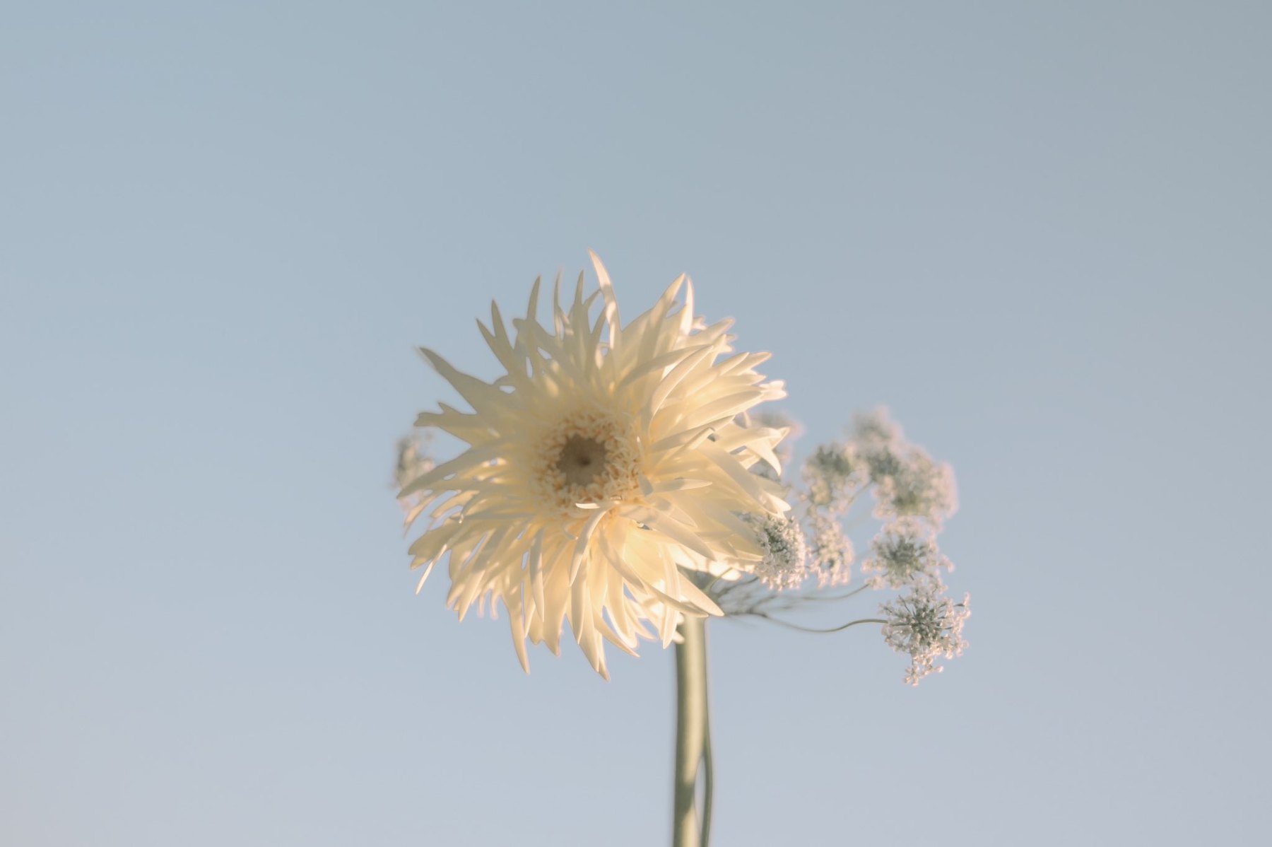 la palabra mata la cosa