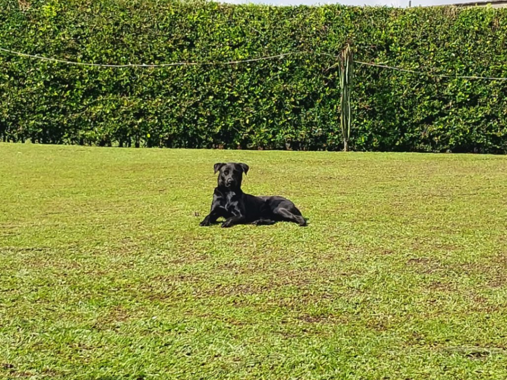 MI PERRITO FLOKI