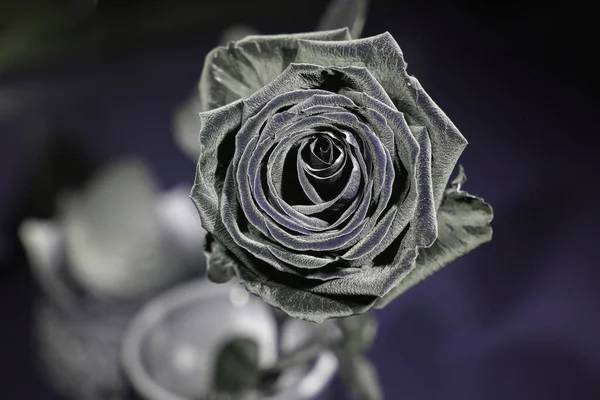 La flor gris