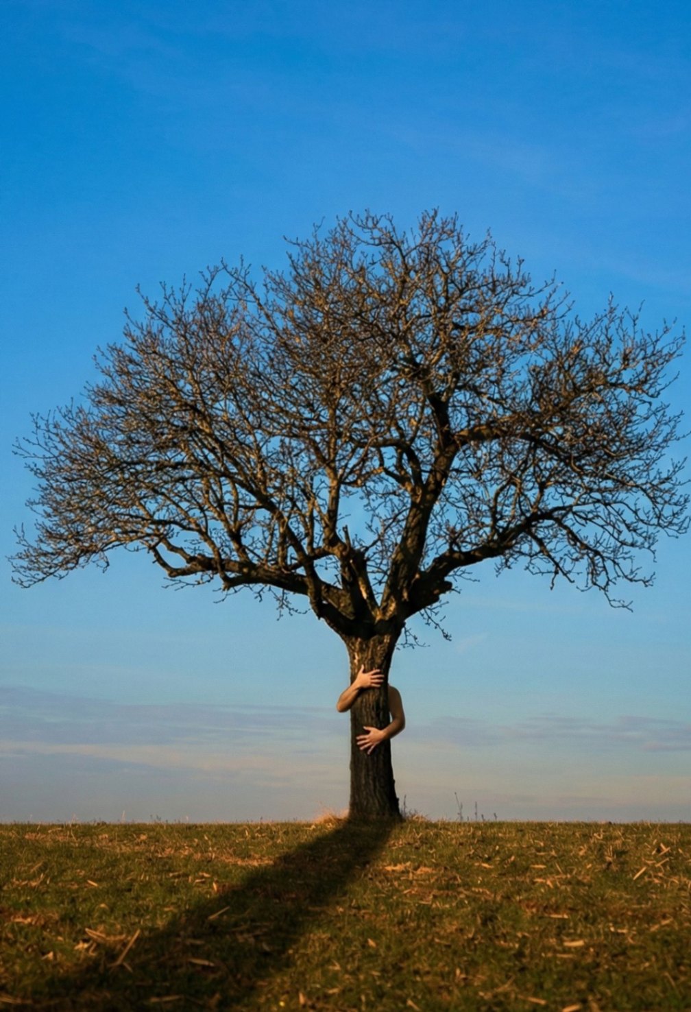 Instrucciones para abrazar un árbol