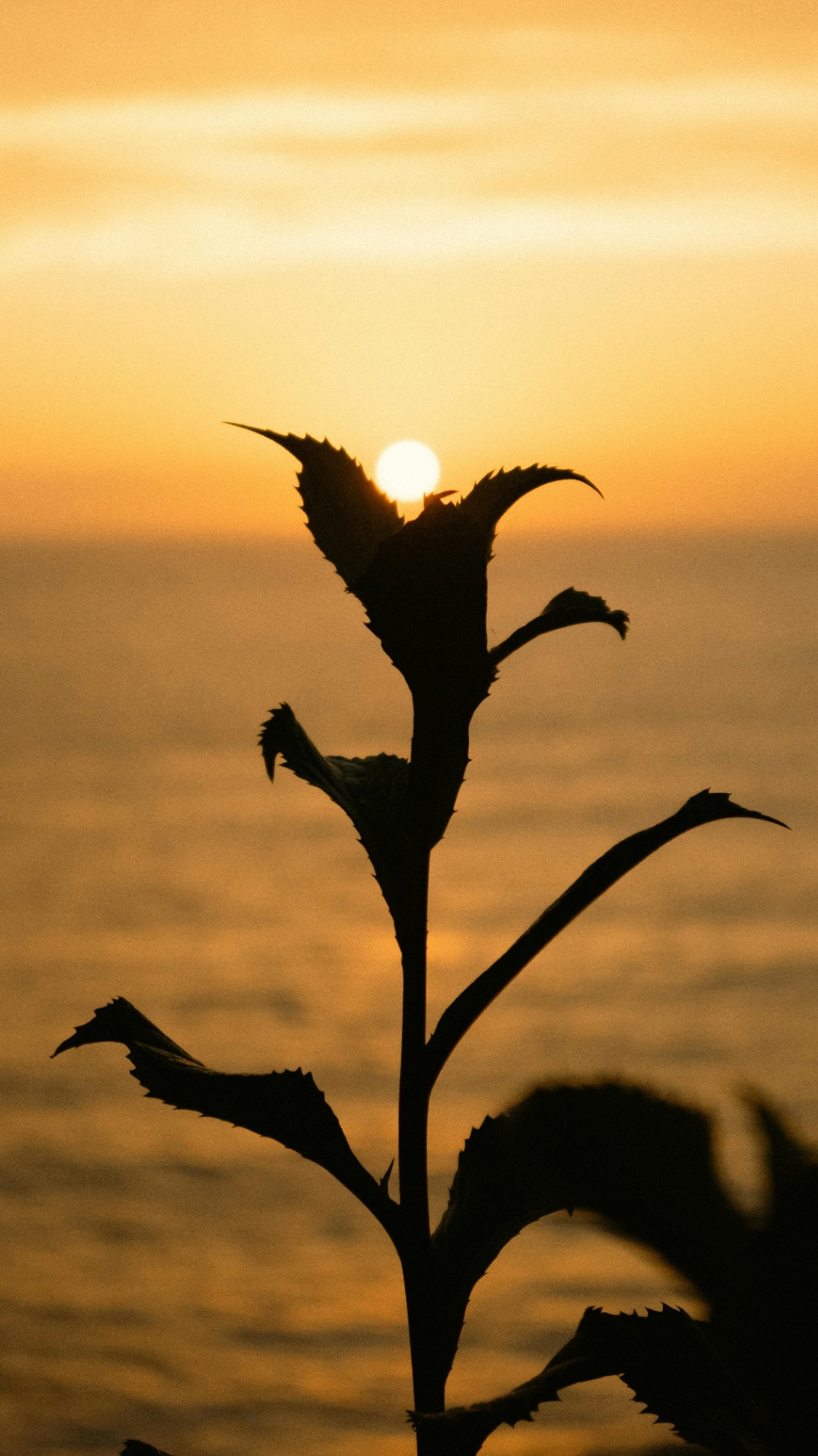 Sentir el Sol: