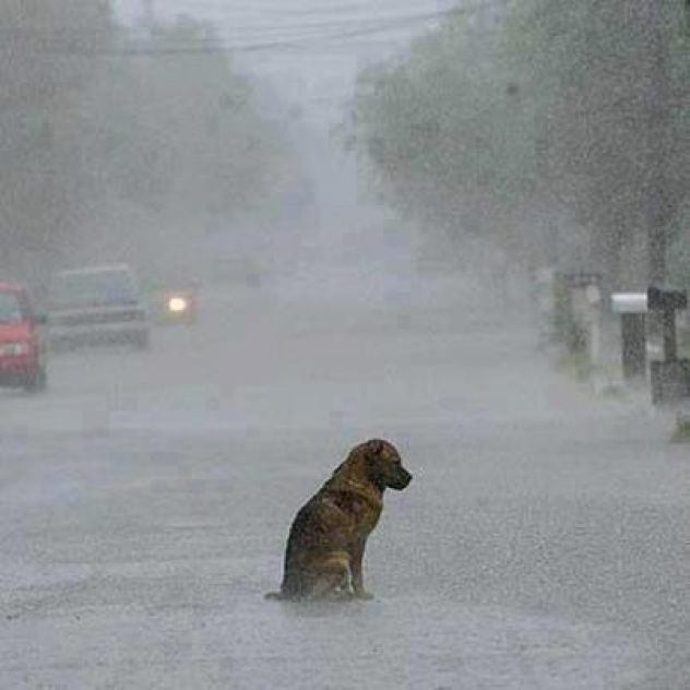 perro de la calle