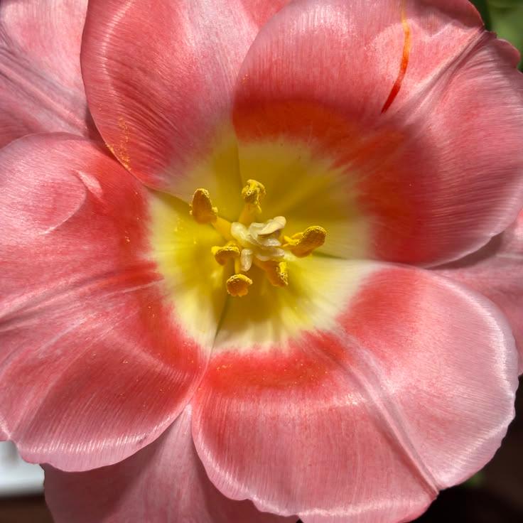 florecer ✿