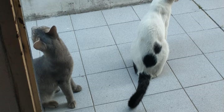 Mirta a la mañana