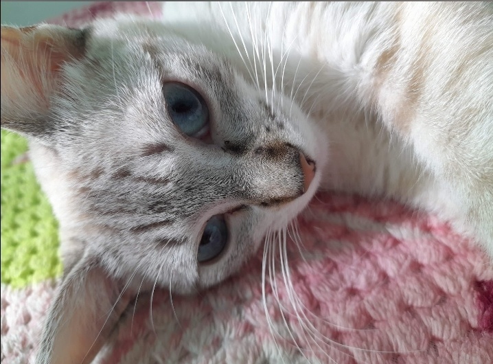 Los bigotes de mi gato