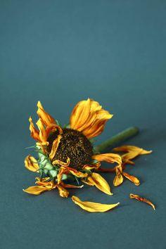 Sin flores amarillas