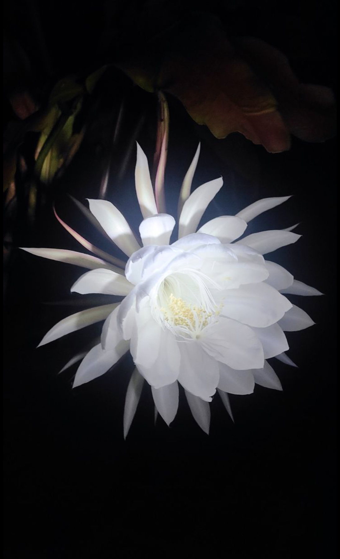 Dama de Noche 