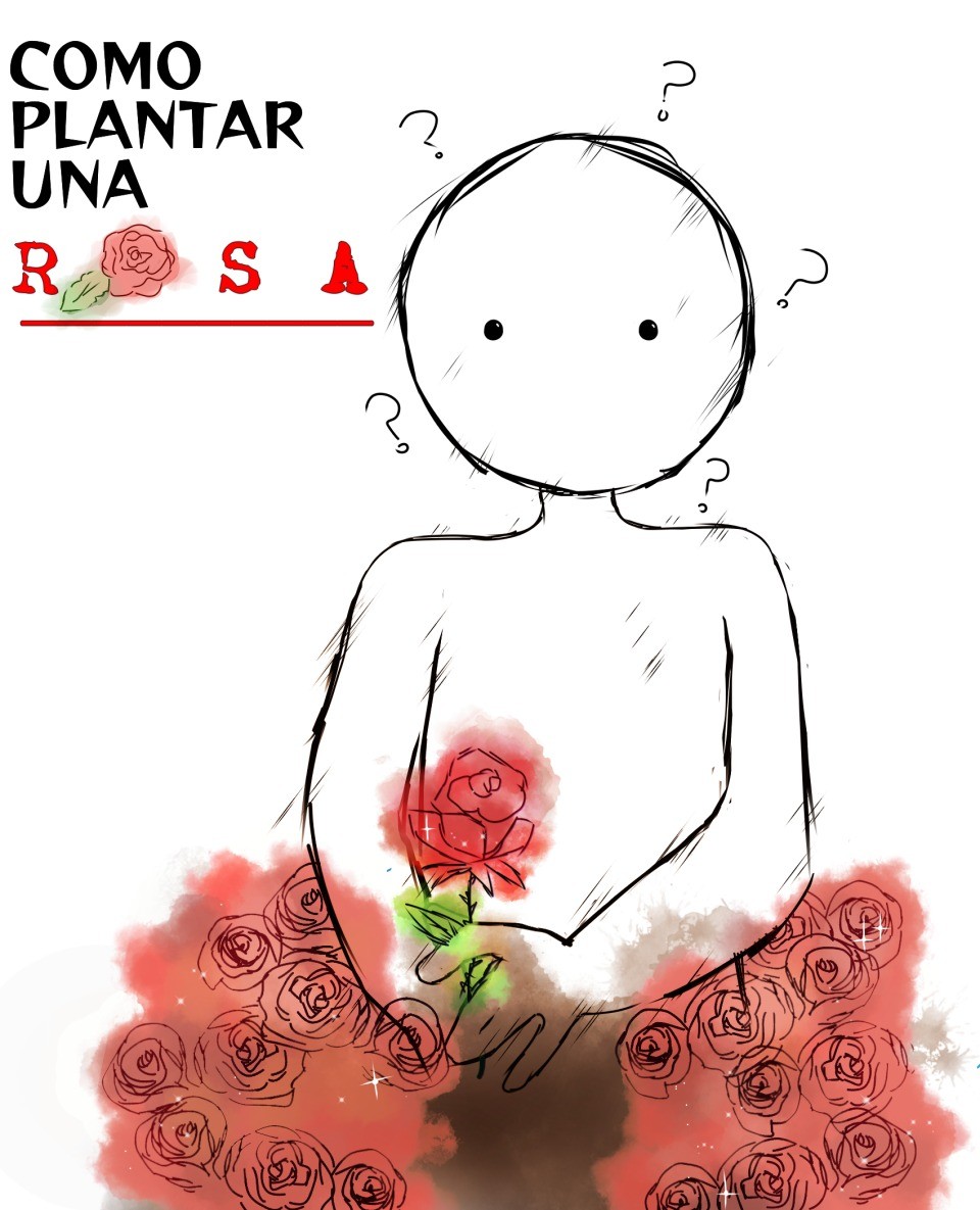 Como plantar una rosa