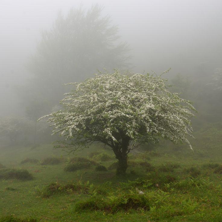 Niebla 