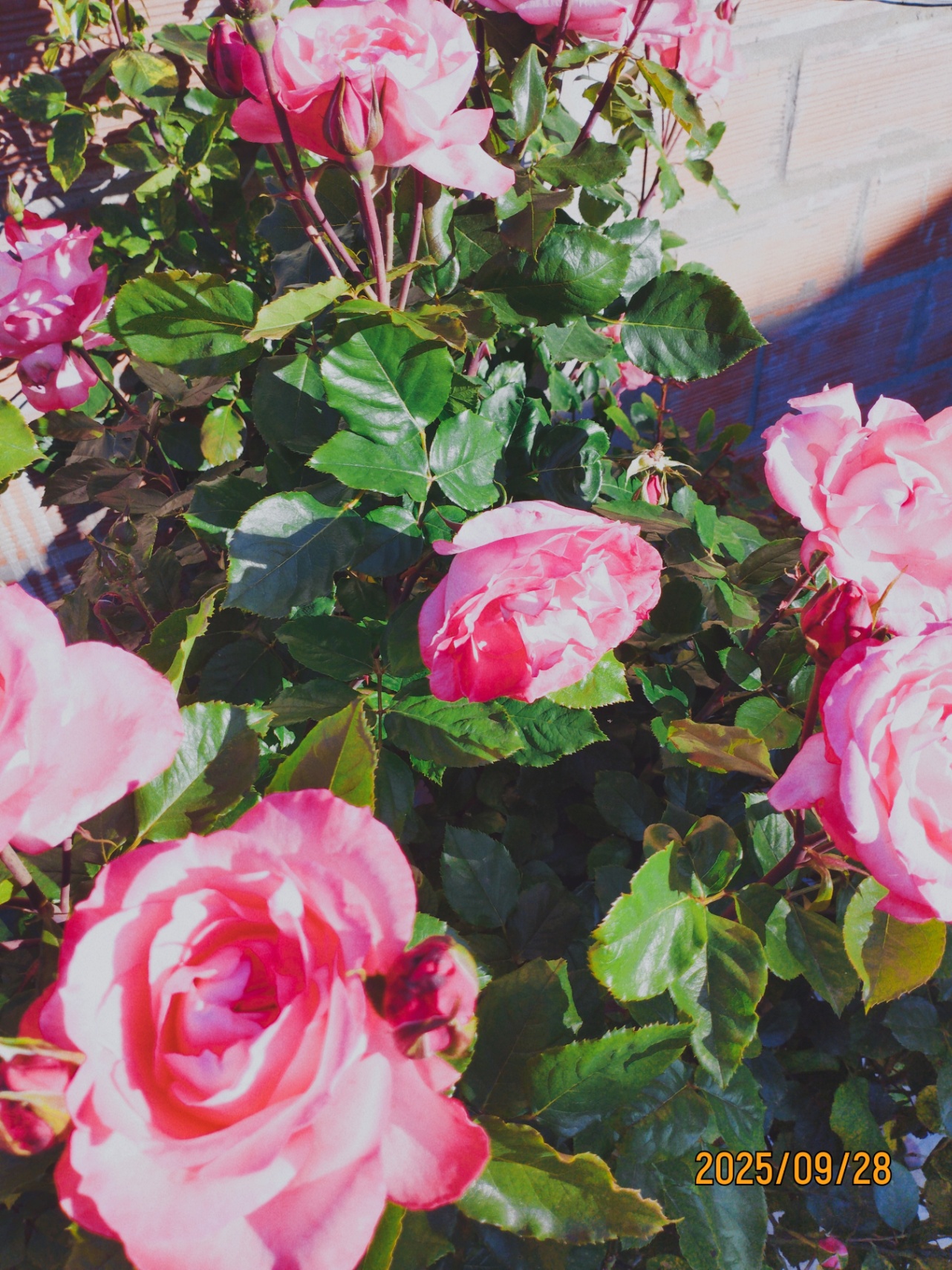 El rosedal que florece en la primavera que te pertenece