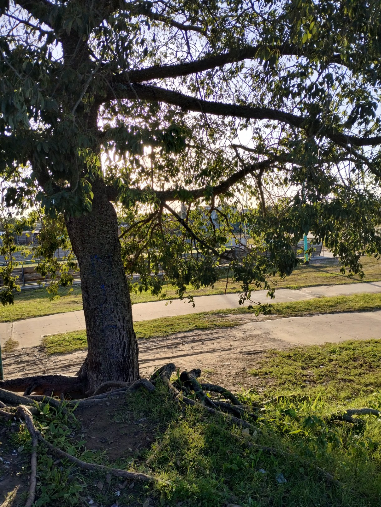 Soplando amor en el aire