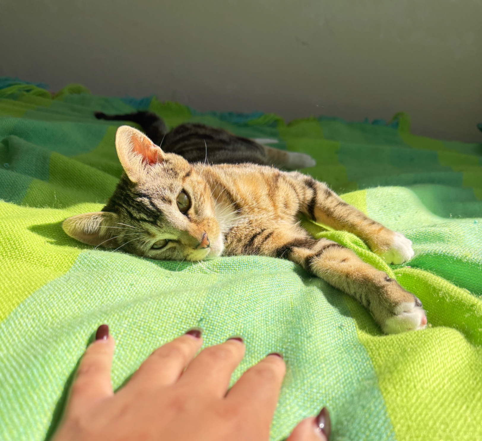 MDC.blog🦢 cover img