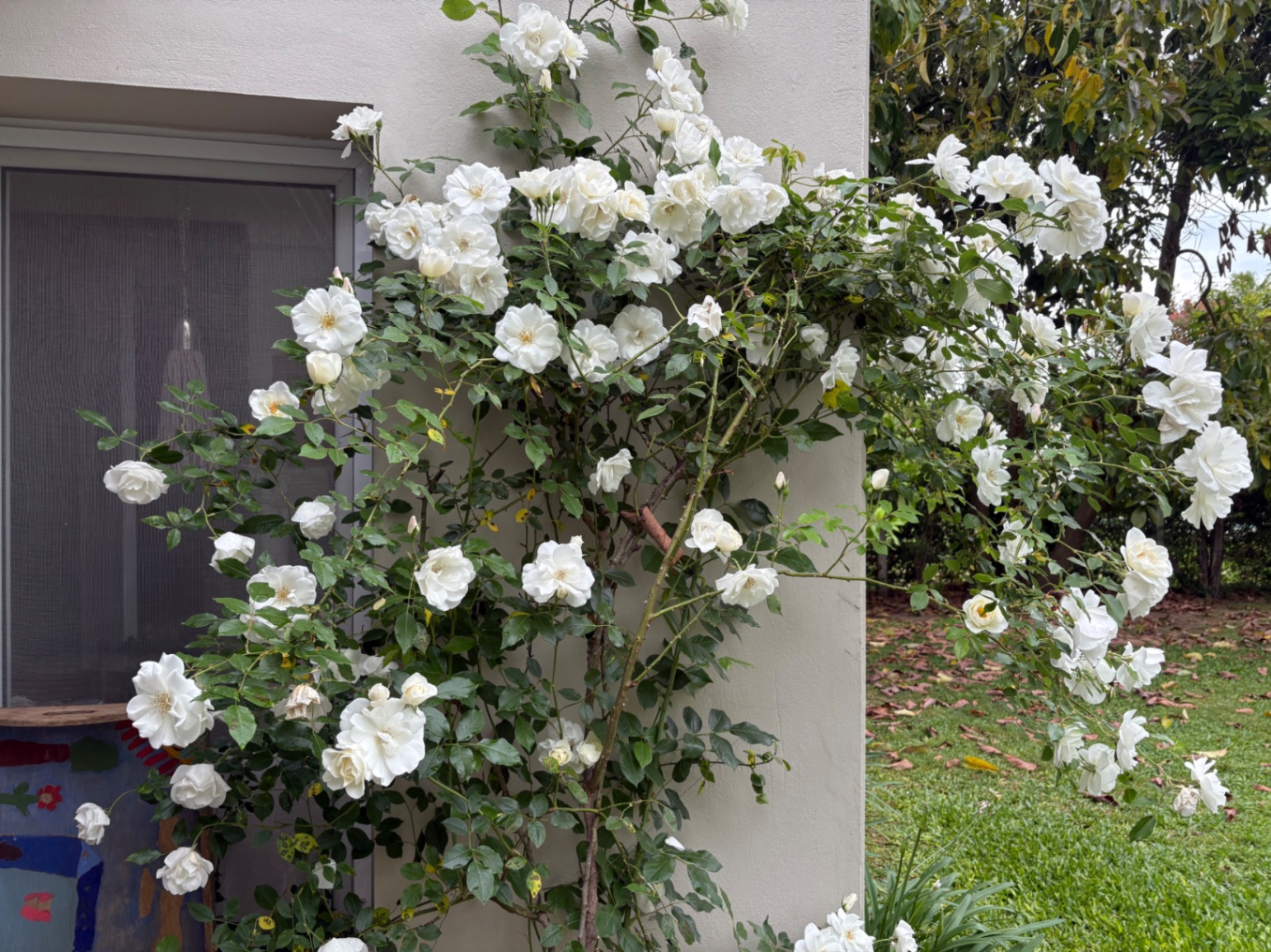 Tata Harfuch cover img