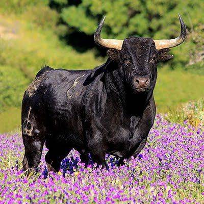 La leyenda de tu partir