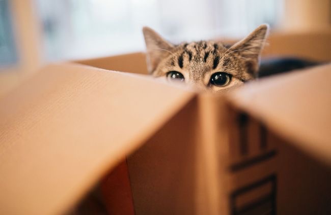 Soy el gato de Schrödinger