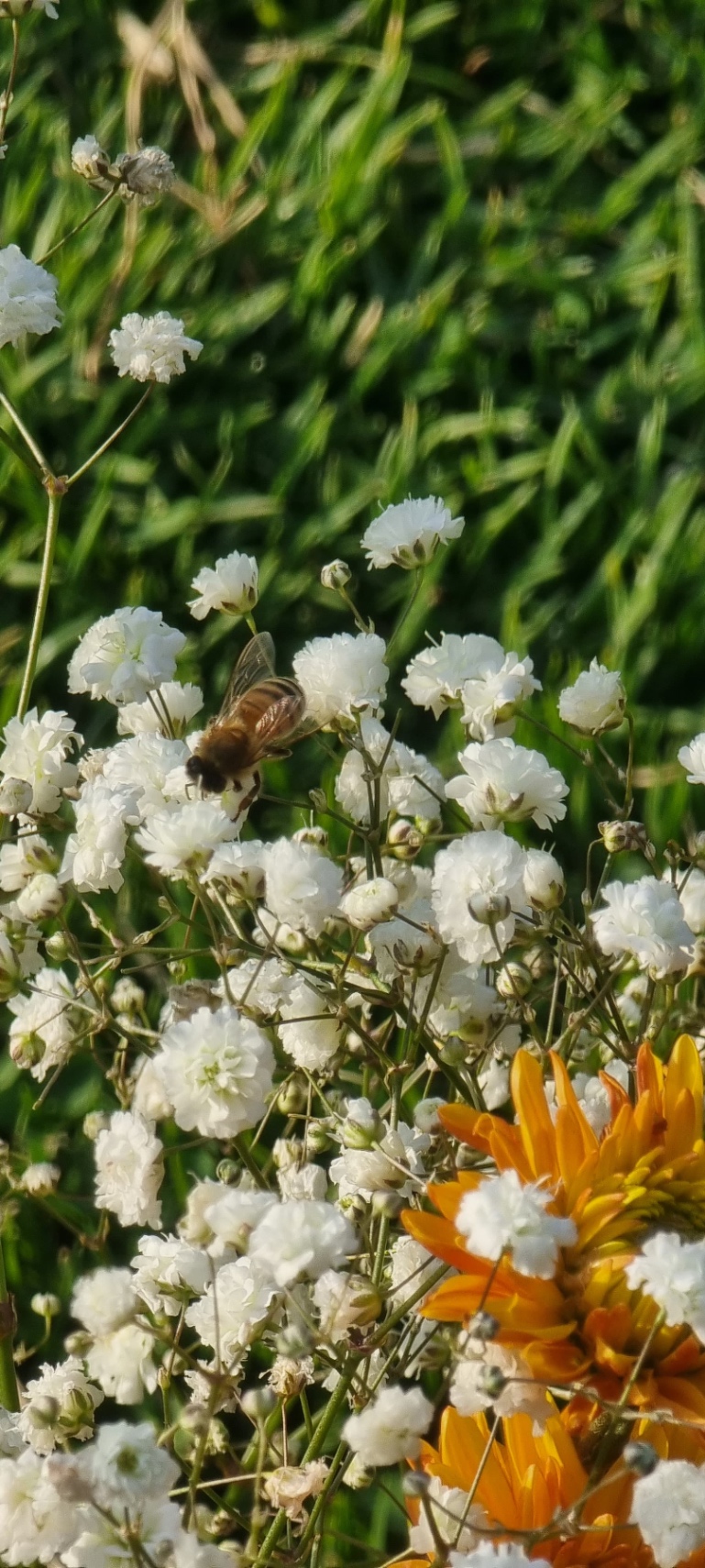 Primavera