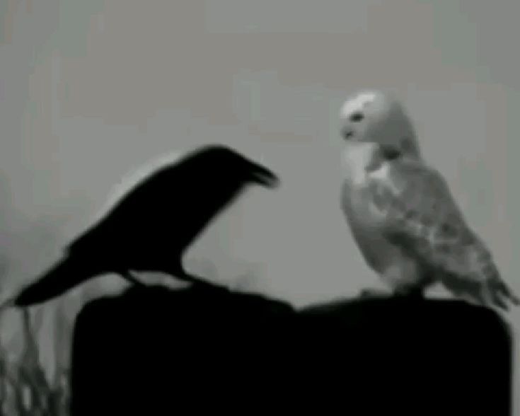 Vaciar las órbitas del alba.