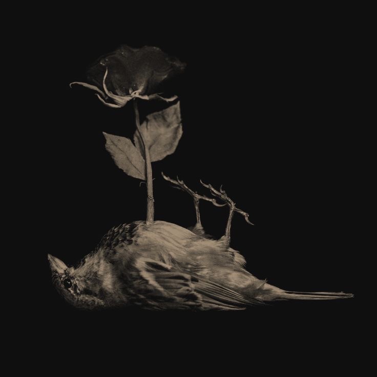 Suicidio de la razón 