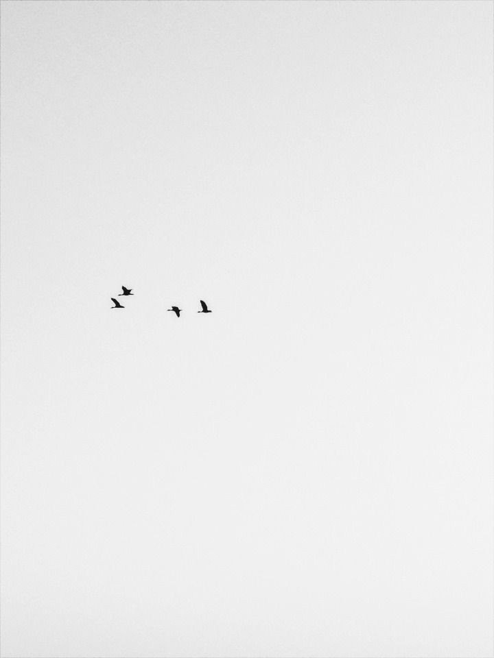 un pájaro muerto