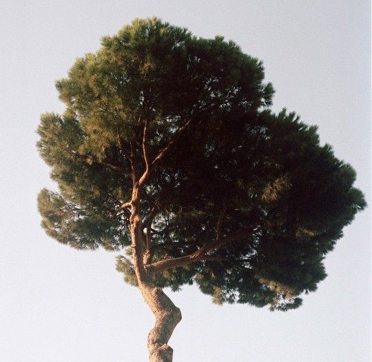 árbol 